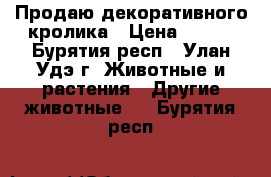 Продаю декоративного кролика › Цена ­ 500 - Бурятия респ., Улан-Удэ г. Животные и растения » Другие животные   . Бурятия респ.